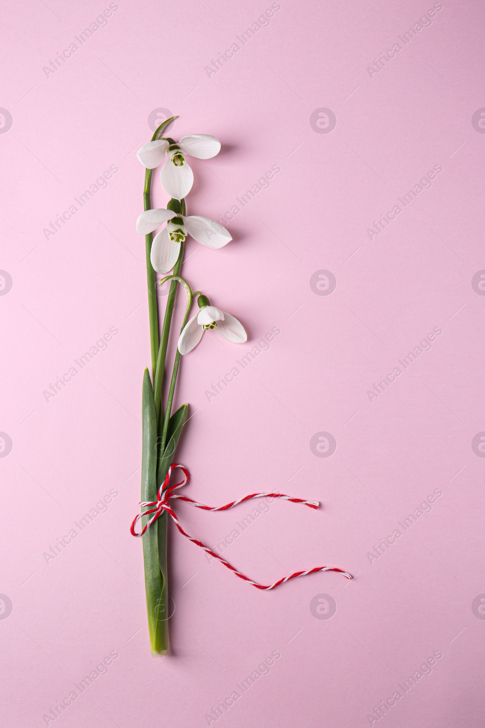 Photo of Bunch of beautiful snowdrops on pink background, top view