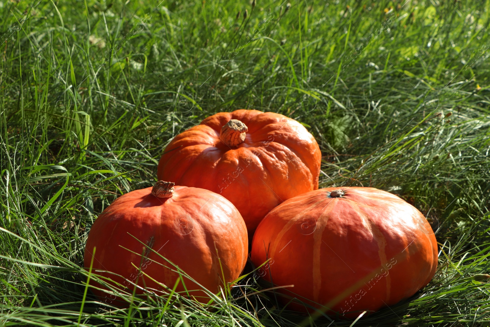 Photo of Whole ripe orange pumpkins among green grass outdoors