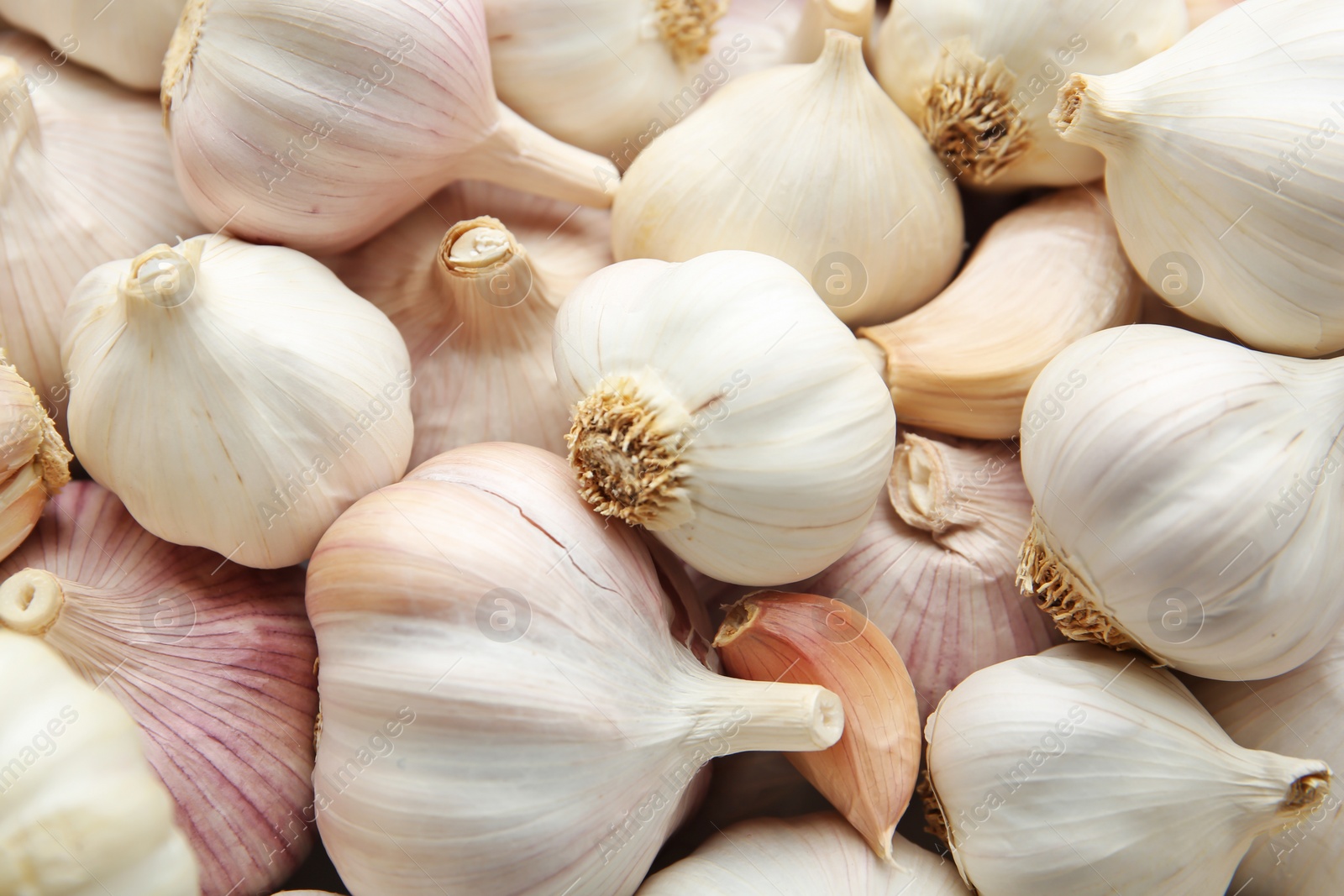 Photo of Many fresh raw garlic bulbs as background