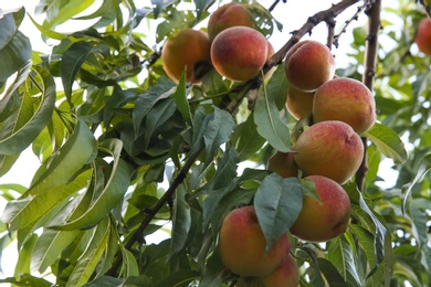 Photo of Ripe peaches on tree branch in garden