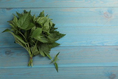 Bunch of fresh stinging nettles on light blue wooden table, flat lay. Space for text