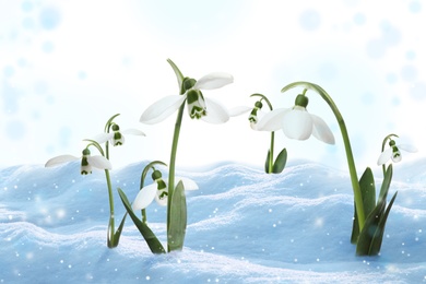 Beautiful snowdrops growing through snow. First spring flowers