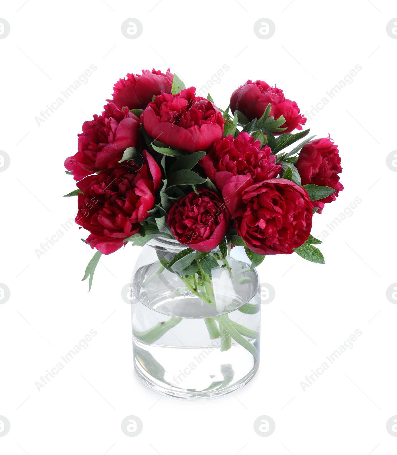 Photo of Bouquet of beautiful red peonies in glass jar isolated on white