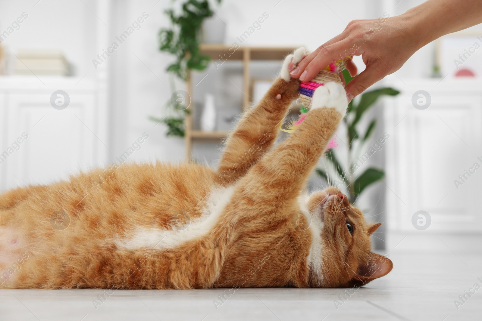 Photo of Woman playing with cute ginger cat at home, closeup
