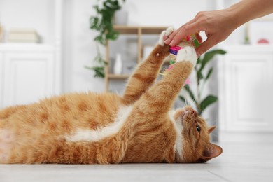 Photo of Woman playing with cute ginger cat at home, closeup
