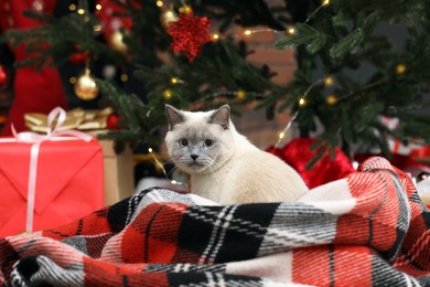 Photo of Cute cat on plaid under Christmas tree at home