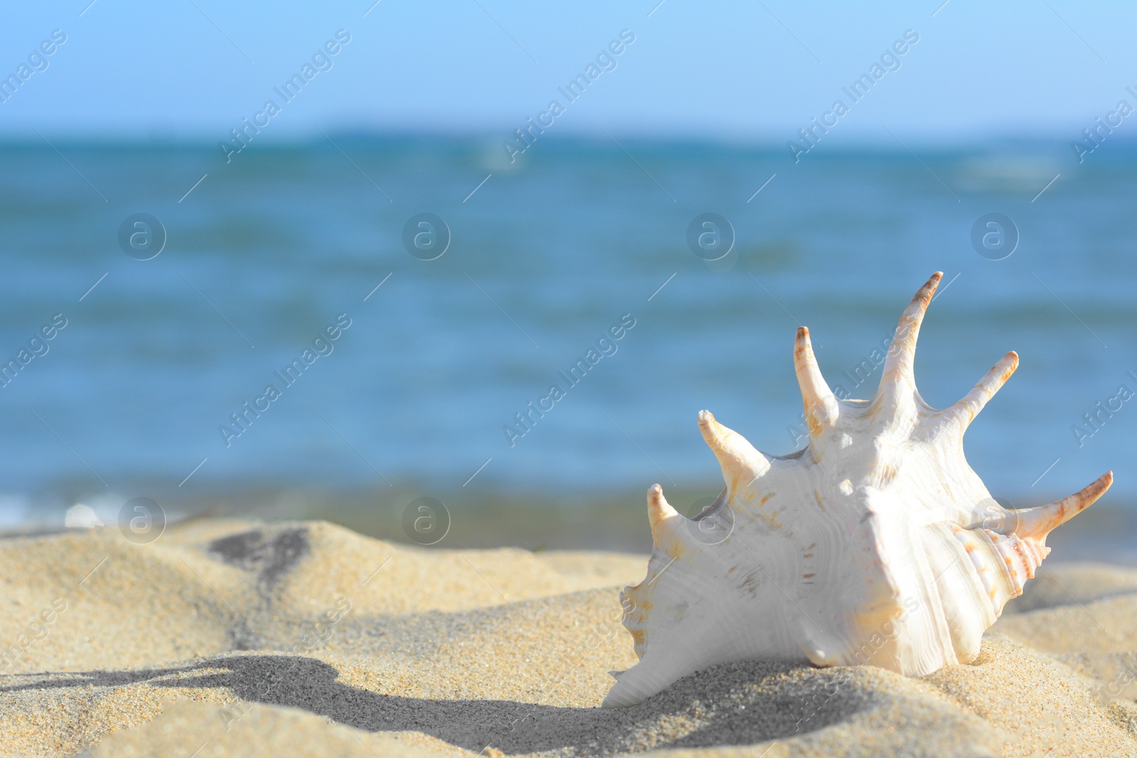 Photo of Beautiful seashell on sandy beach near sea, closeup. Space for text