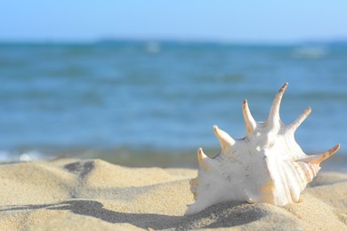 Photo of Beautiful seashell on sandy beach near sea, closeup. Space for text