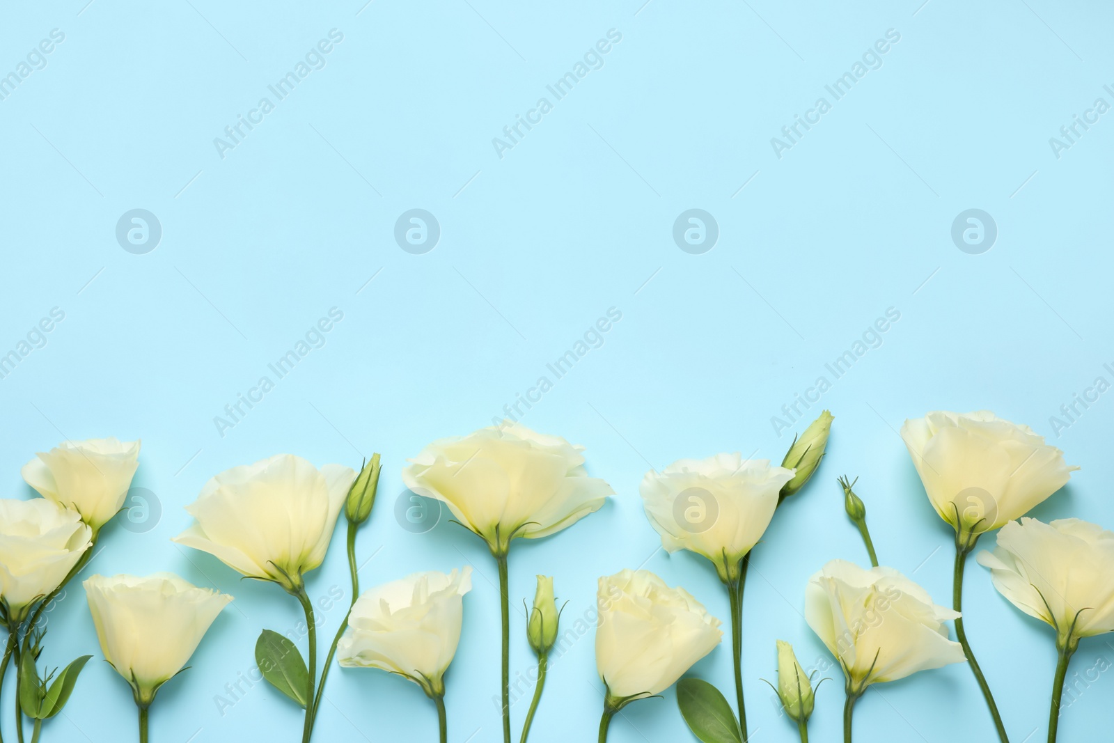 Photo of Beautiful Eustoma flowers on light blue background, flat lay. Space for text