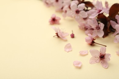 Photo of Spring tree branch with beautiful blossoms, flowers and petals on yellow background, closeup. Space for text