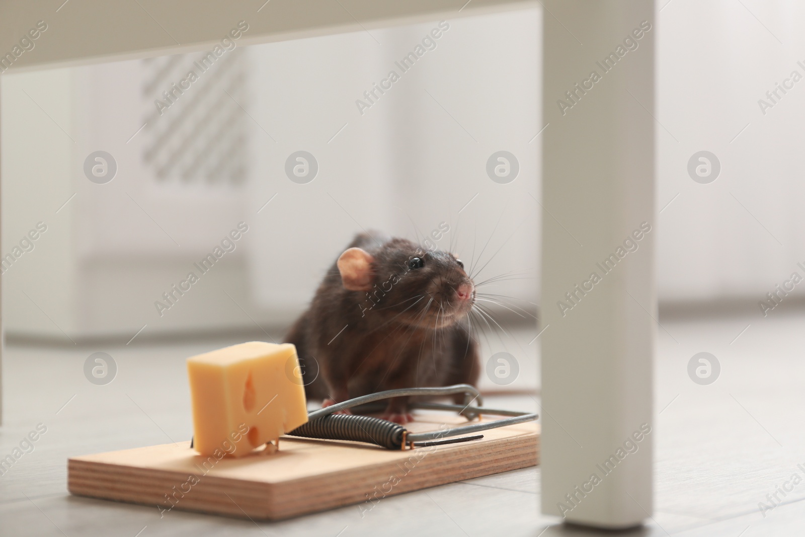 Photo of Rat and mousetrap with cheese indoors. Pest control