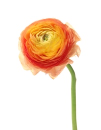 Beautiful ranunculus flower on white background