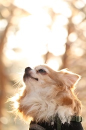 Photo of Cute dog outdoors on sunny day. Winter season