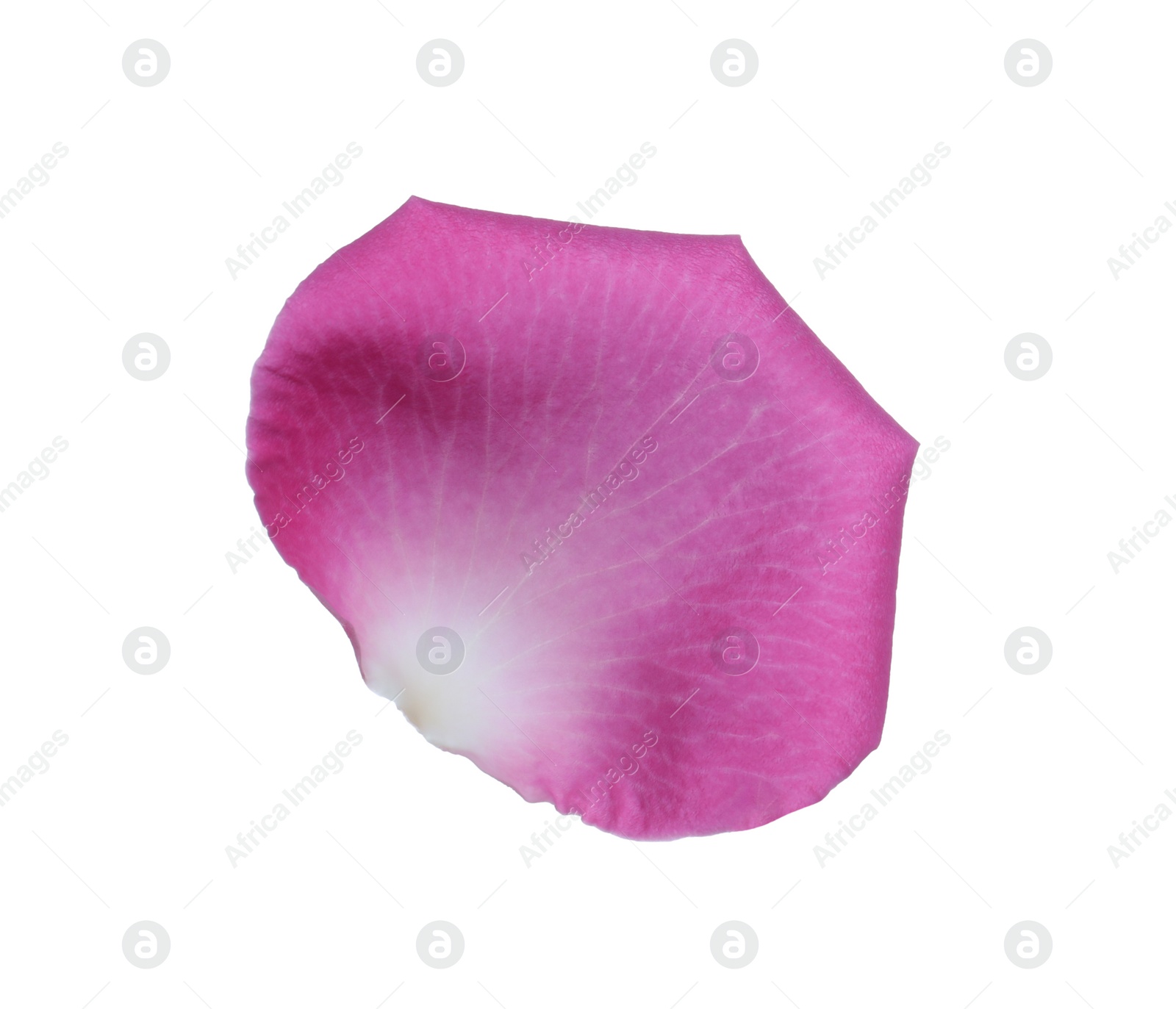 Photo of Pink rose flower petal on white background