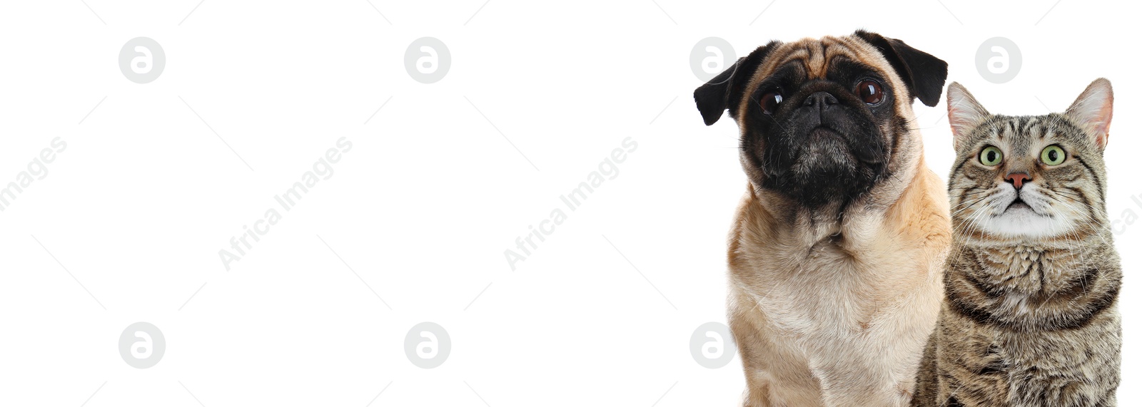 Image of Cute pug dog and cute tabby cat on white background. Banner design with space for text