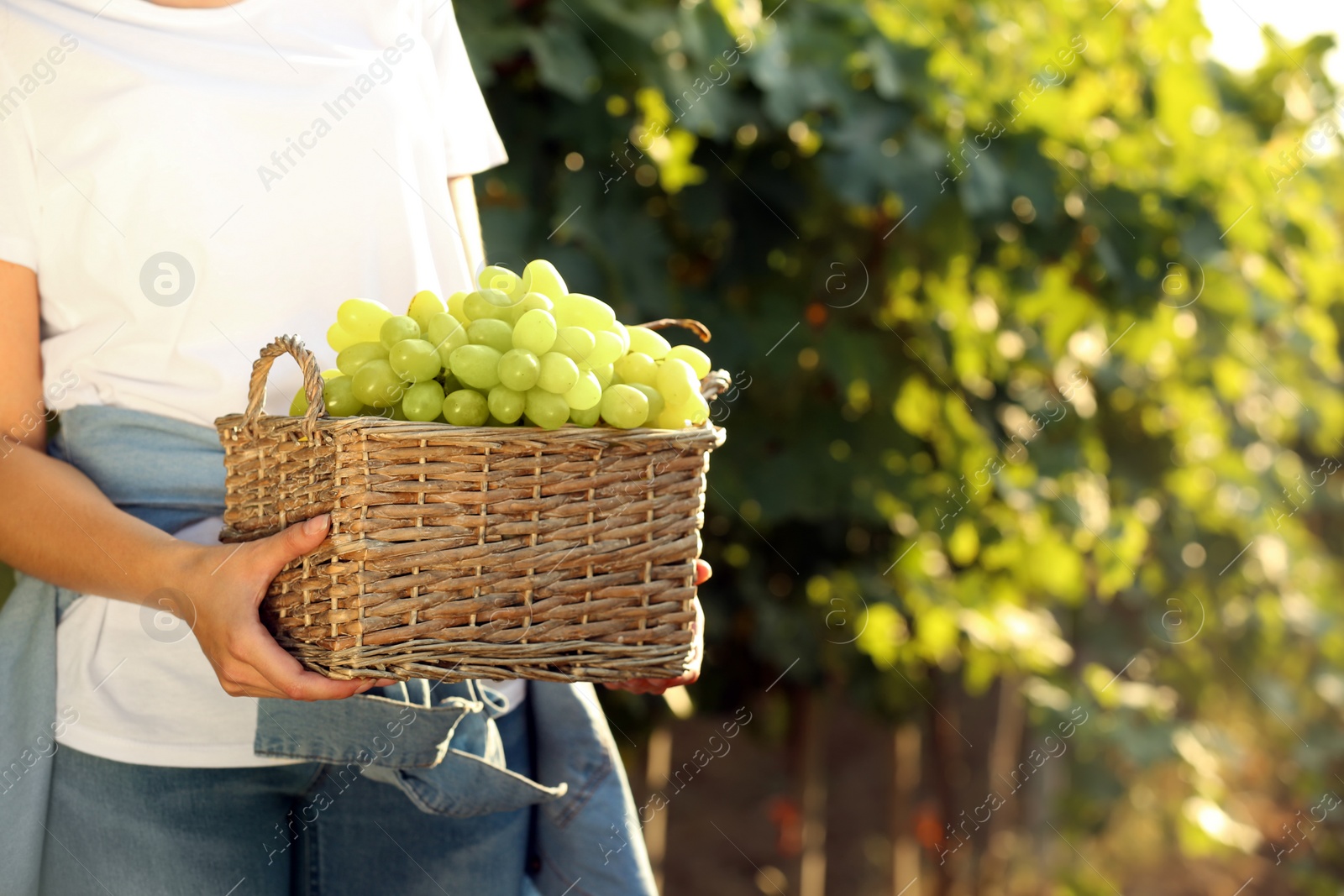 Photo of Woman holding basket with fresh ripe juicy grapes in vineyard, closeup