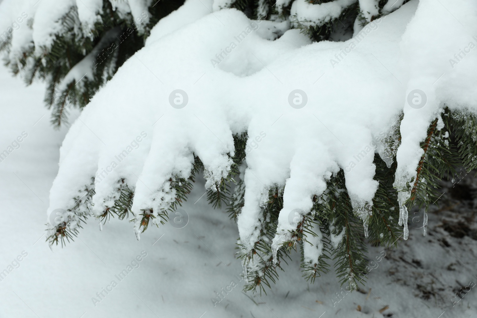 Photo of Fir tree covered with snow on winter day, closeup