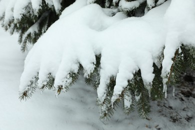 Fir tree covered with snow on winter day, closeup