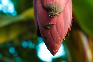 Blossoming banana tree on sunny day, closeup. Space for text