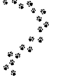 Dog paw prints on white background, illustration