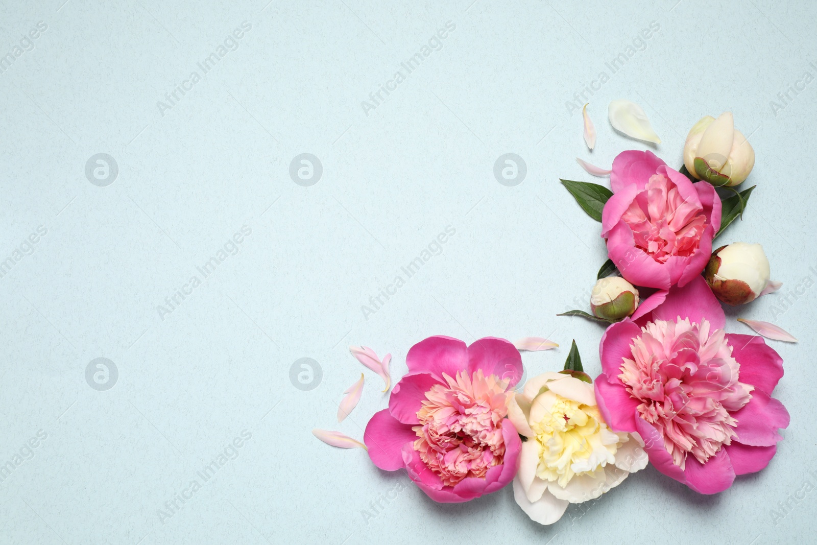 Photo of Beautiful fresh peonies on light blue background, flat lay. Space for text