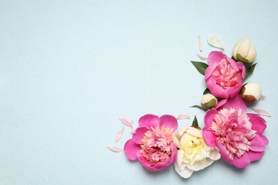 Beautiful fresh peonies on light blue background, flat lay. Space for text