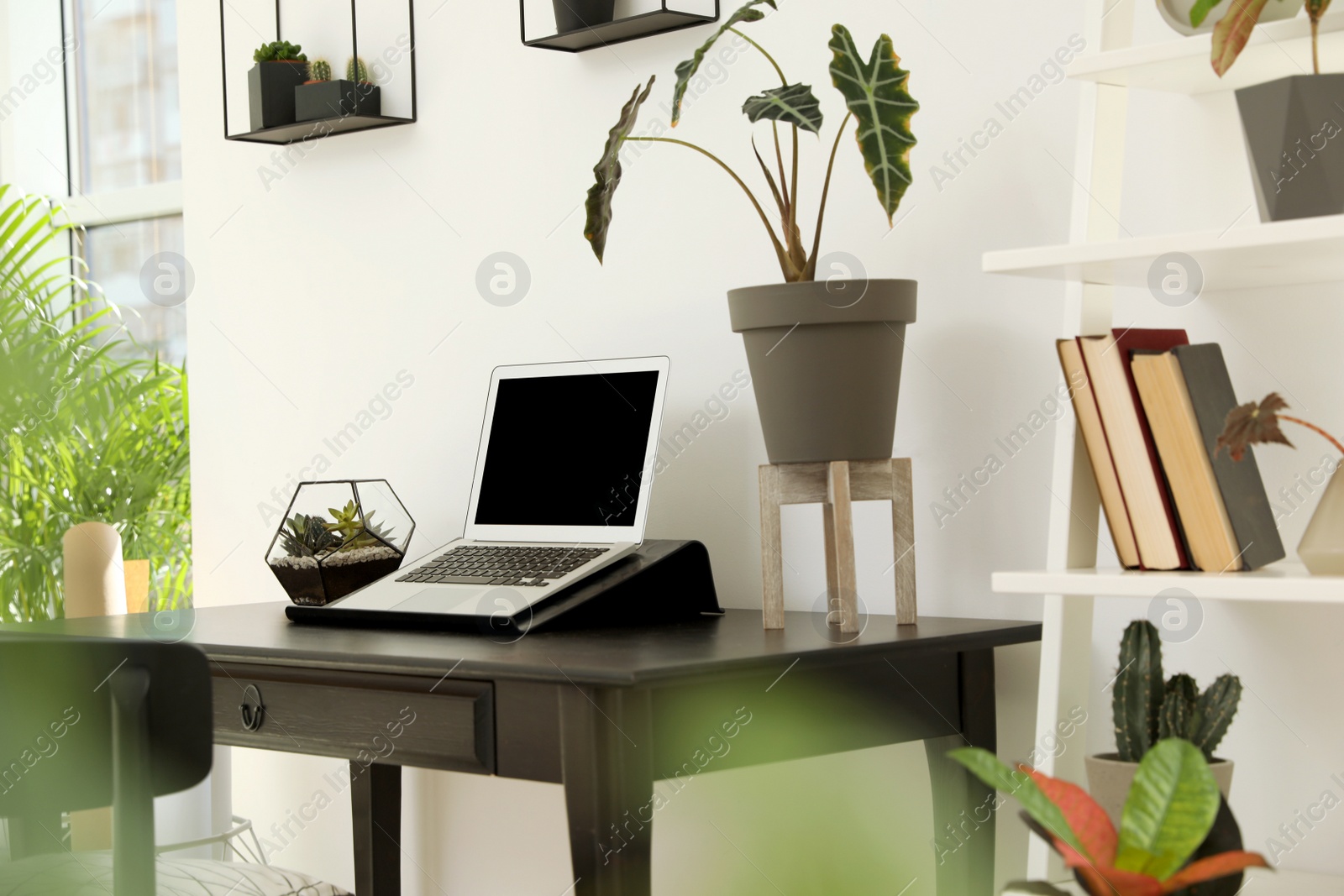 Photo of Trendy room interior with different home plants and laptop on table. Space for text