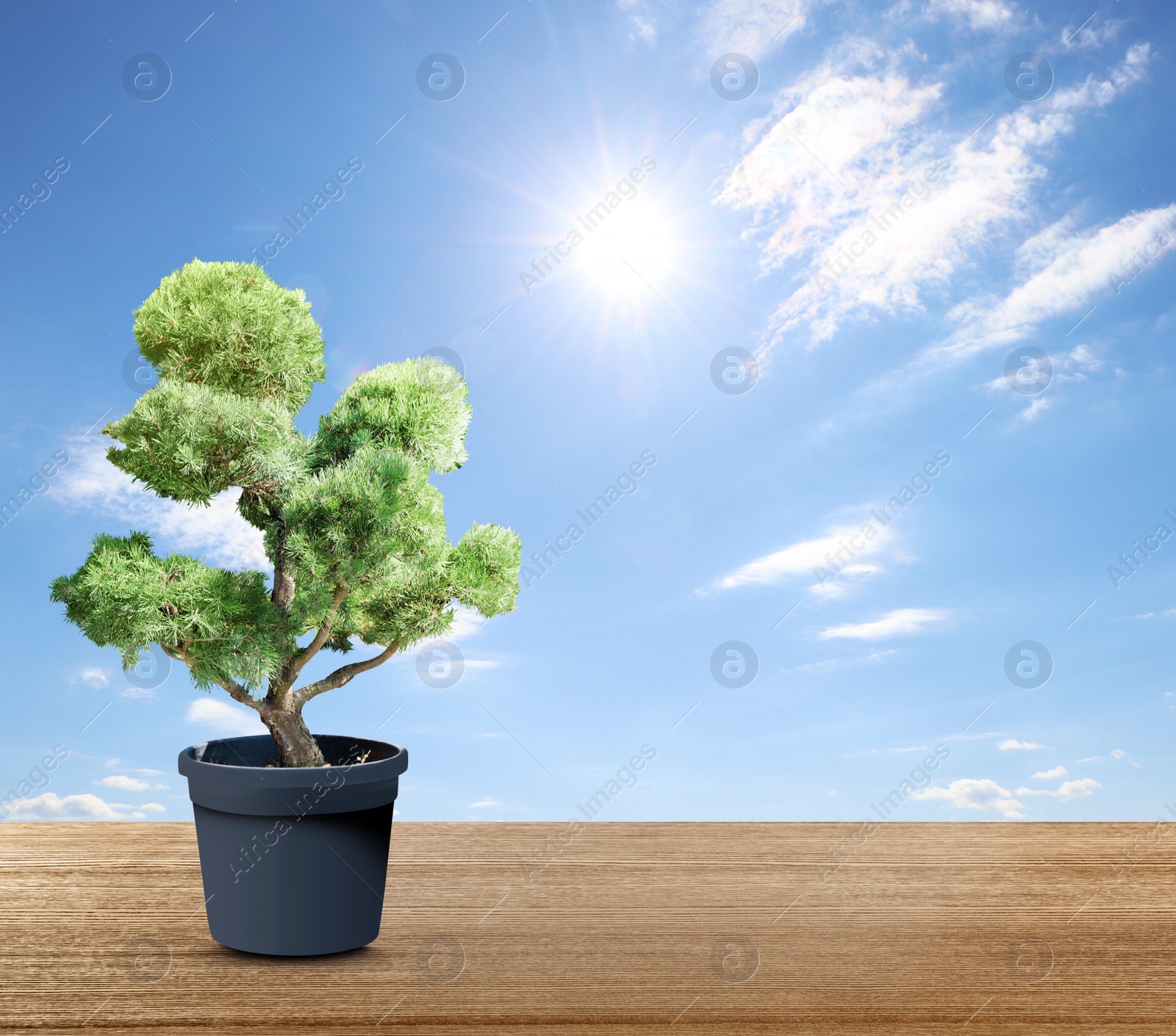 Image of Beautiful bonsai tree in pot on wooden table against blue sky, space for text