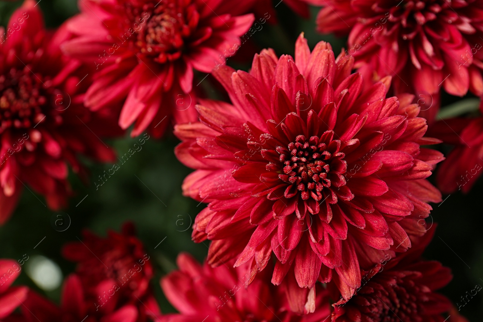 Photo of Beautiful red chrysanthemum flowers with leaves, closeup