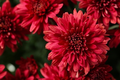 Beautiful red chrysanthemum flowers with leaves, closeup