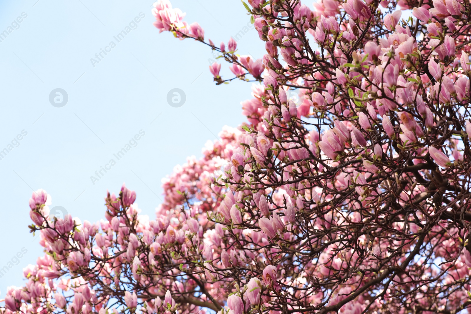 Photo of Beautiful magnolia tree with pink blossom outdoors. Spring season