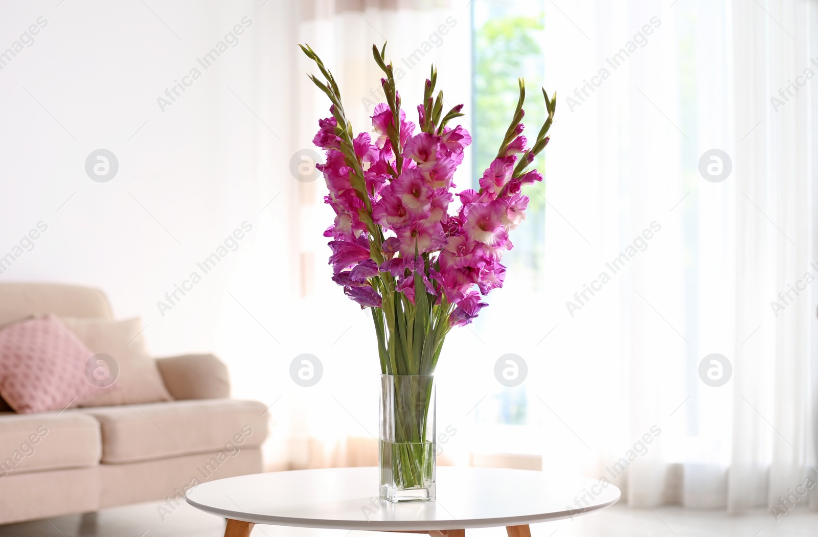 Photo of Vase with beautiful pink gladiolus flowers on wooden table in living room