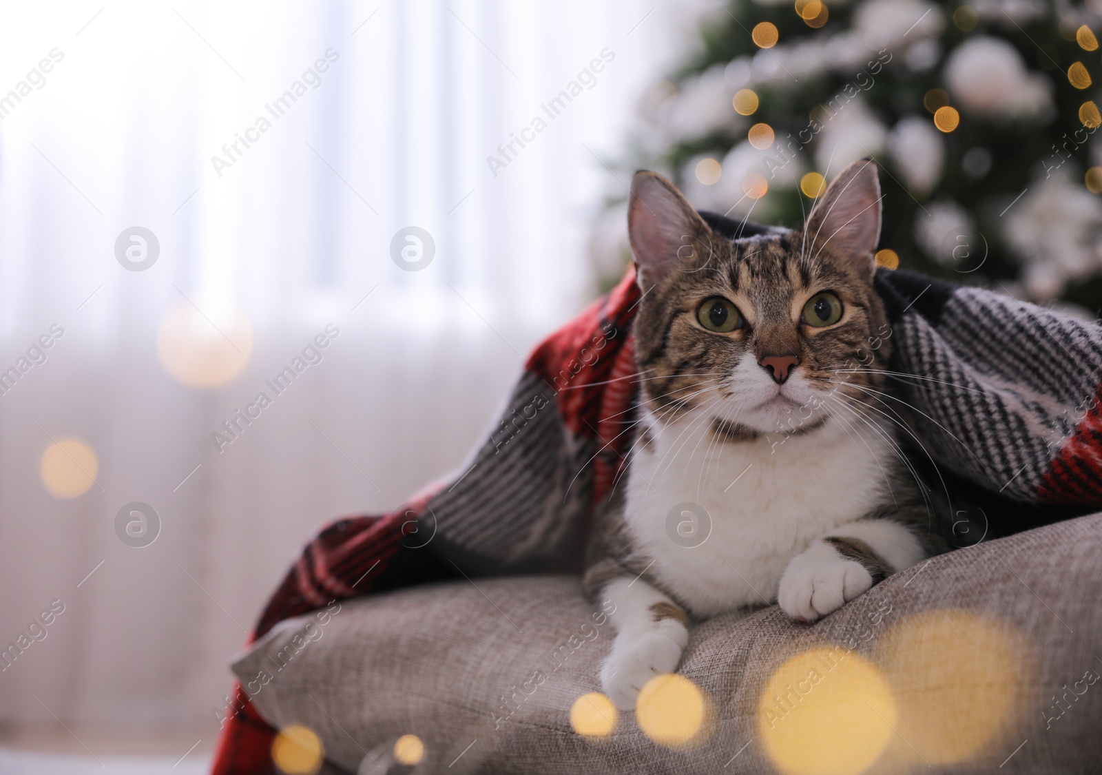 Photo of Cute cat covered with plaid in room decorated for Christmas