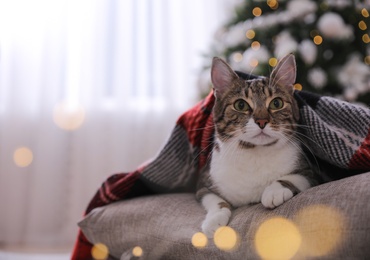 Photo of Cute cat covered with plaid in room decorated for Christmas