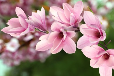 Beautiful pink magnolia flowers outdoors. Amazing spring blossom