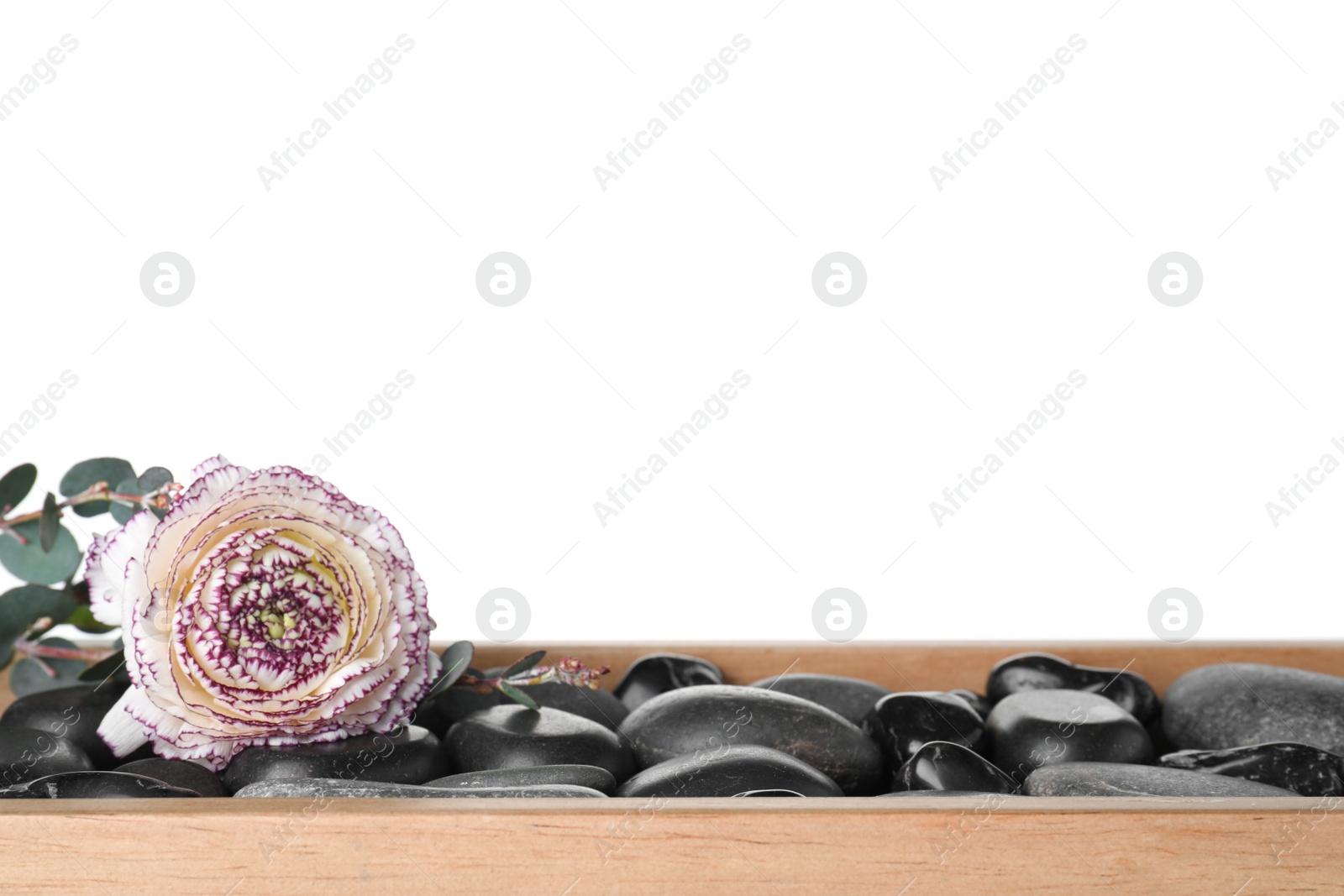 Photo of Wooden tray with spa stones and ranunculus flower against white background