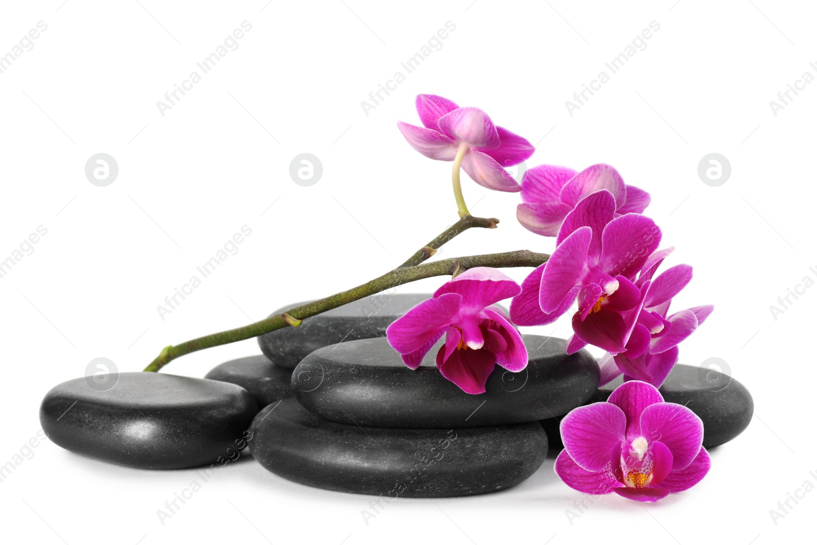 Photo of Orchid with spa stones on white background