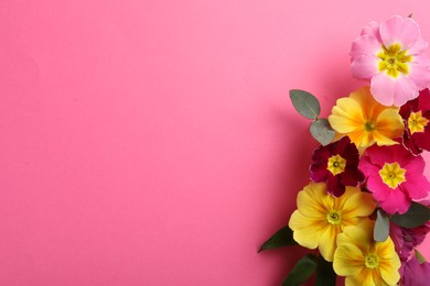 Photo of Primrose Primula Vulgaris flowers on pink background, top view with space for text. Spring season