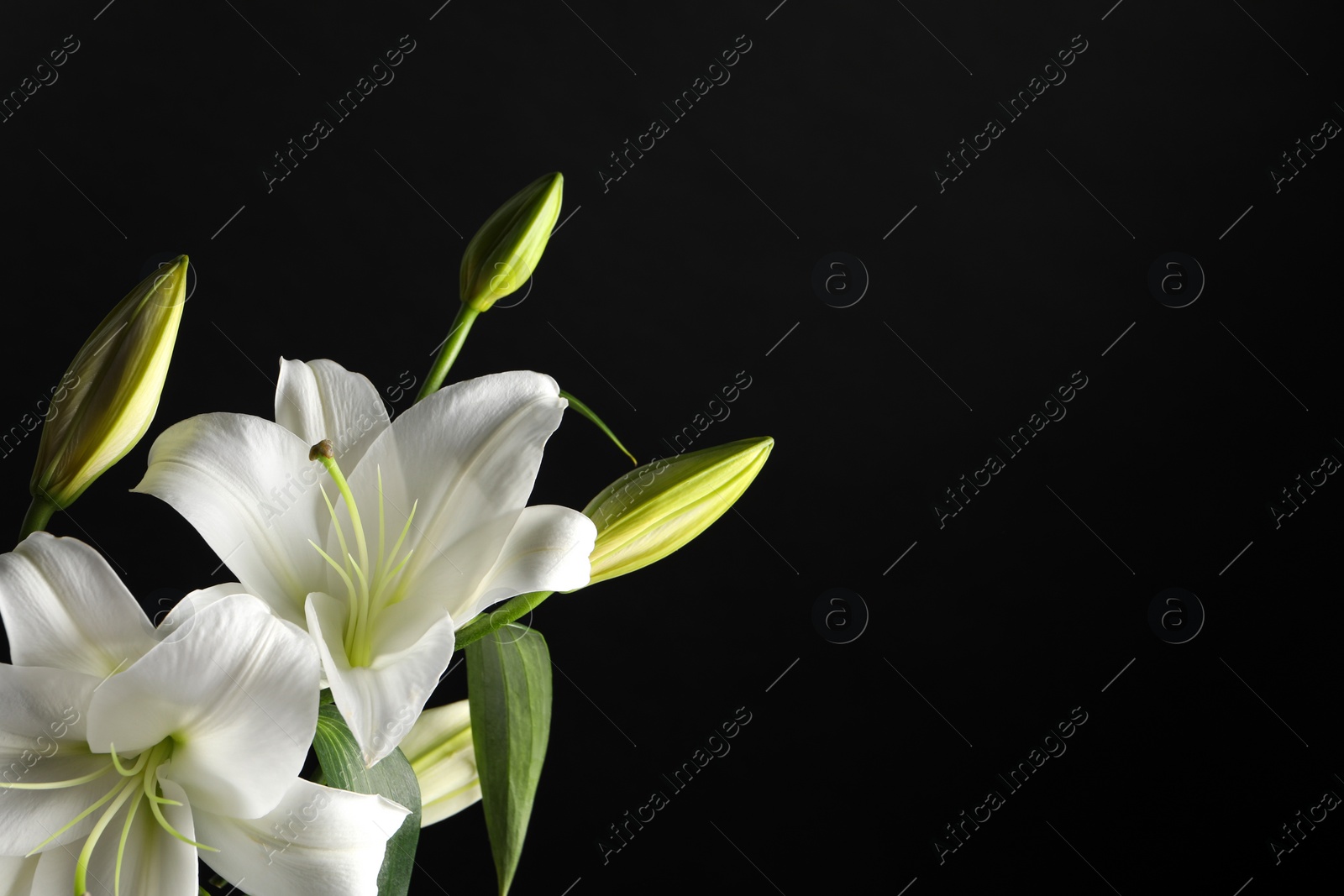 Photo of Beautiful white lily flowers on black background, space for text