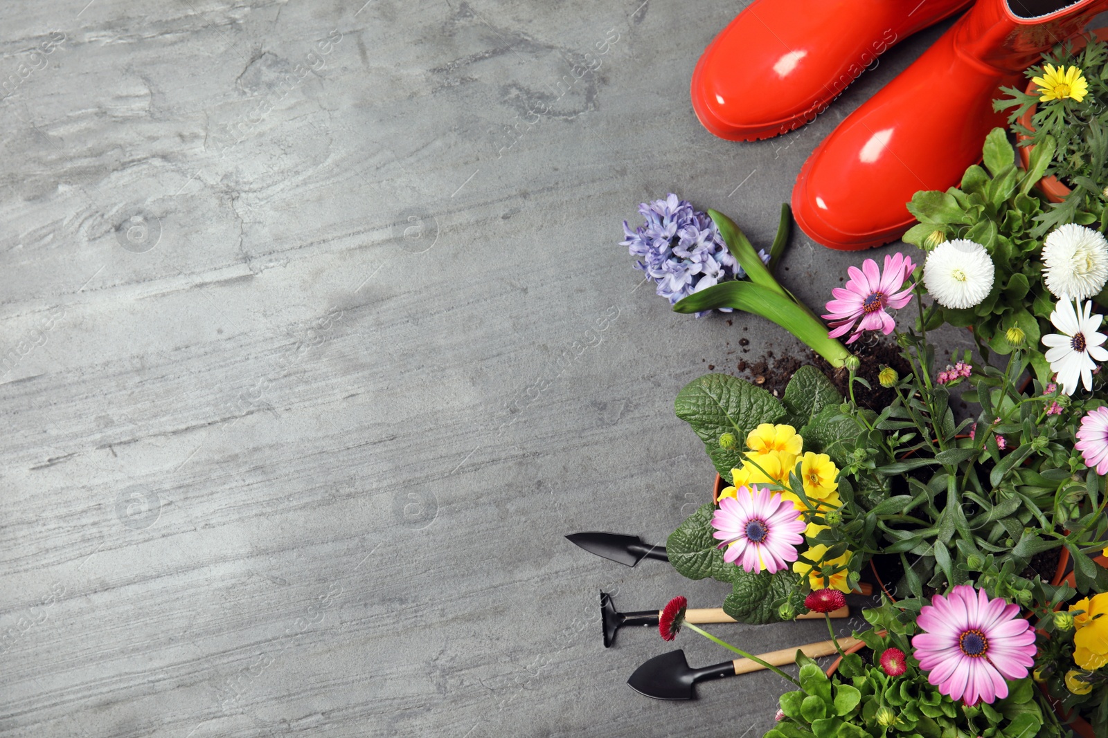 Photo of Flat lay composition with gardening equipment and flowers on color background, space for text