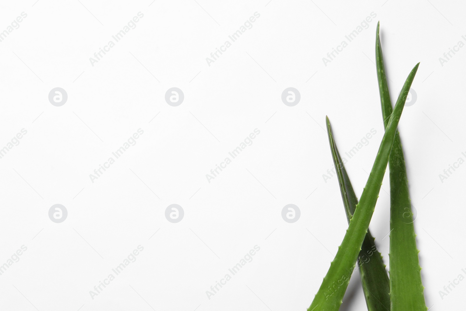 Photo of Green aloe vera leaves on white background, top view. Space for text