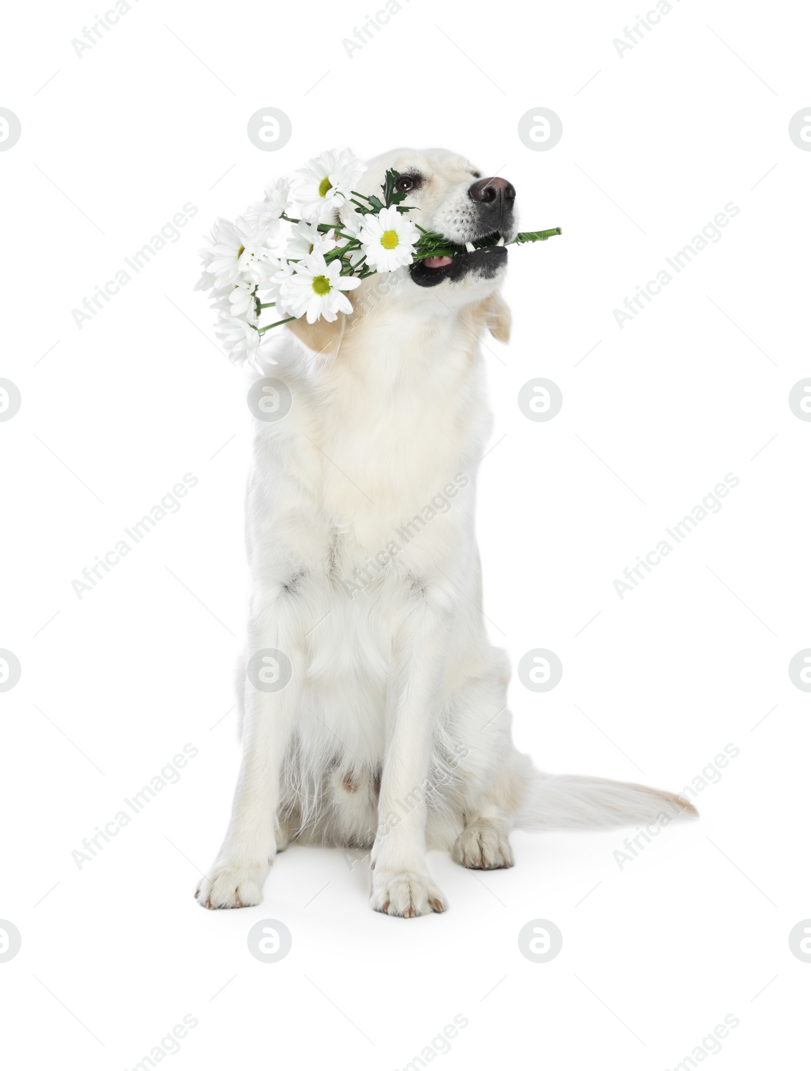 Photo of Cute Labrador Retriever with beautiful daisy flowers on white background