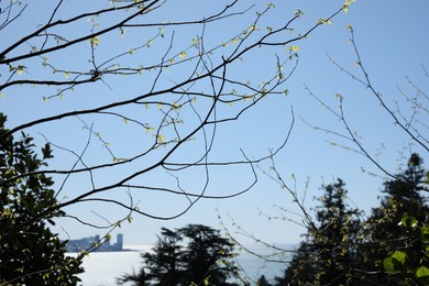 Closeup view of tree with budding leaves against blue sky