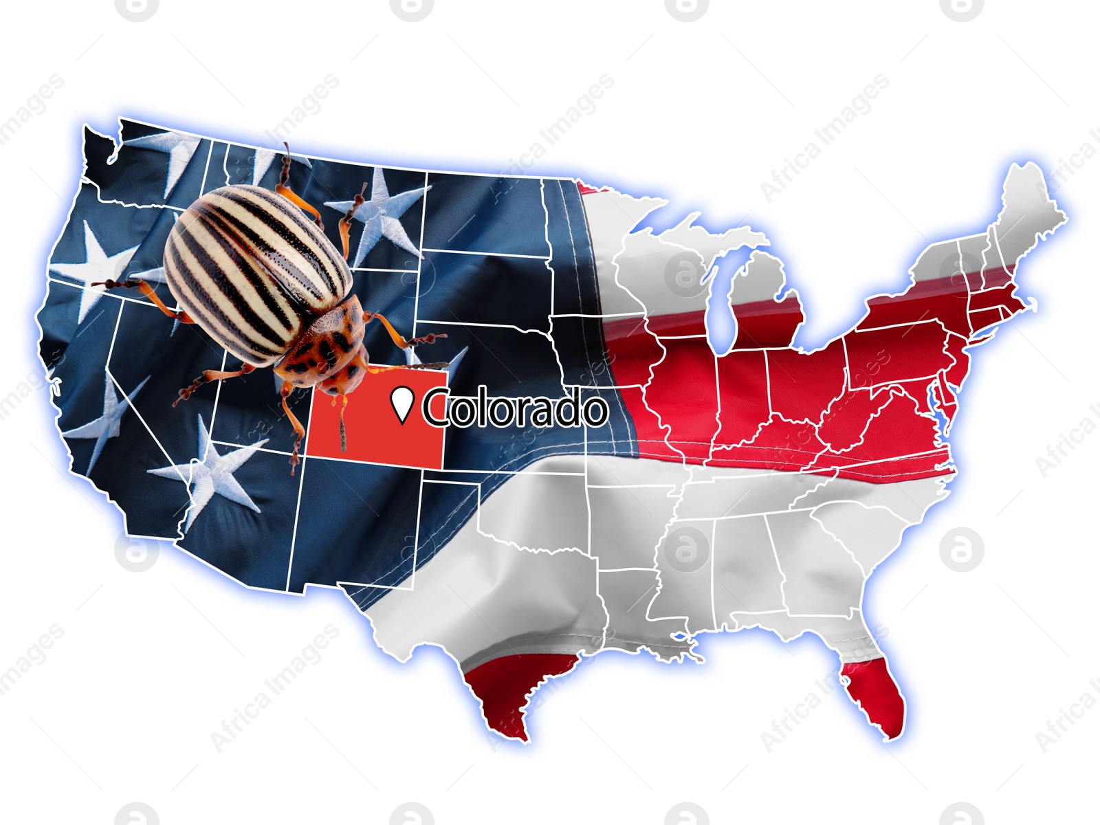 Image of USA map with marked state of Colorado and potato beetle on white background