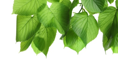 Photo of Beautiful spring green leaves on white background