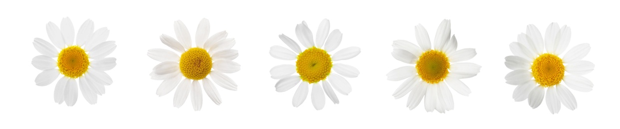 Image of Set of beautiful chamomile flowers on white background. Banner design