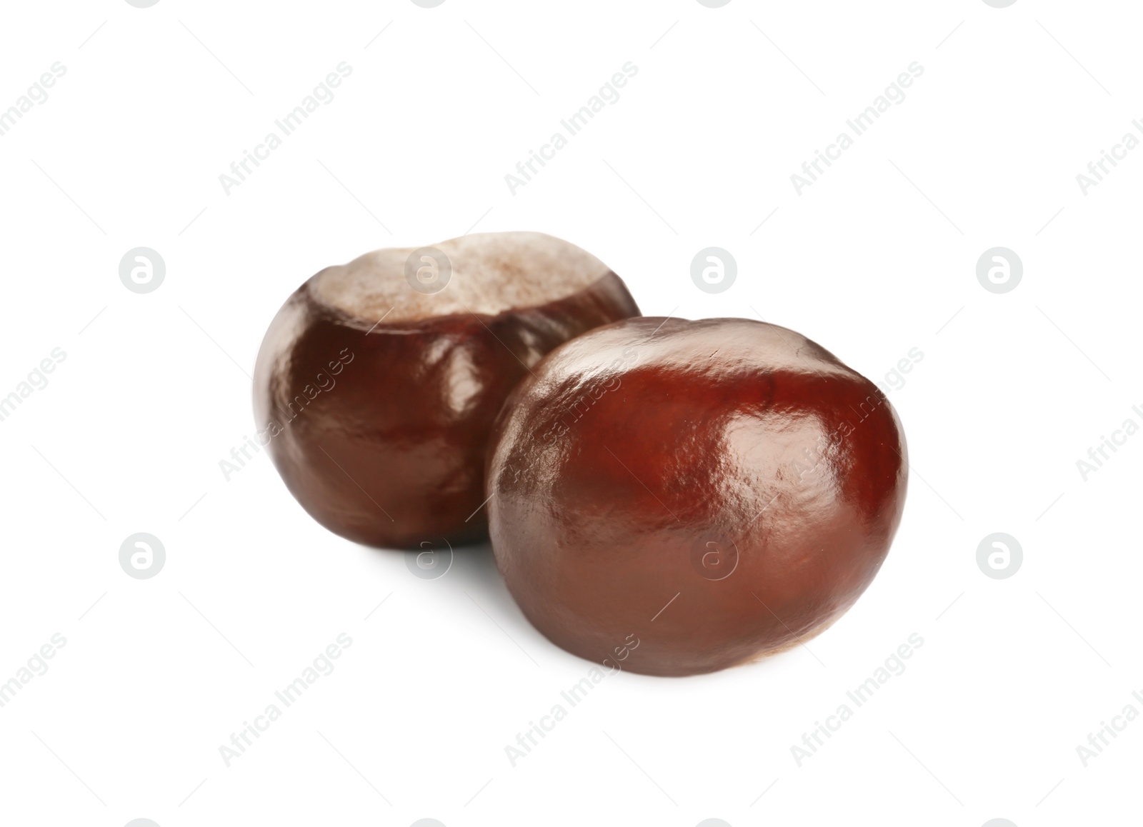 Photo of Two brown horse chestnuts isolated on white