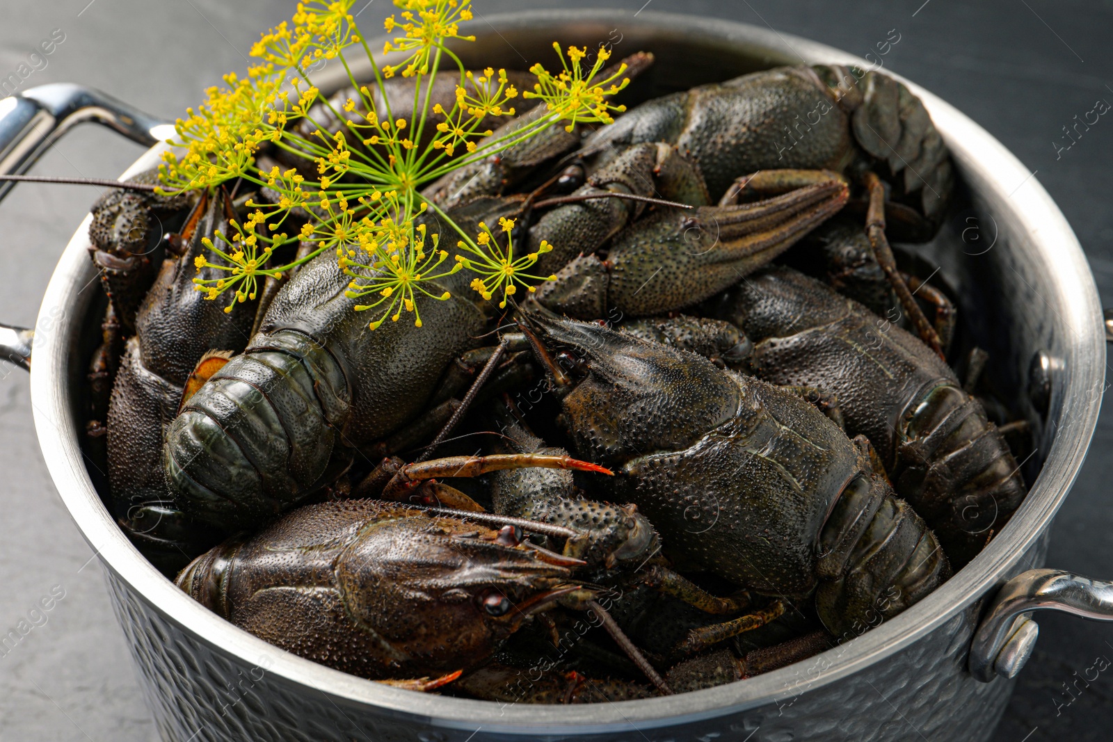 Photo of Fresh raw crayfishes with dill in pot on table, closeup