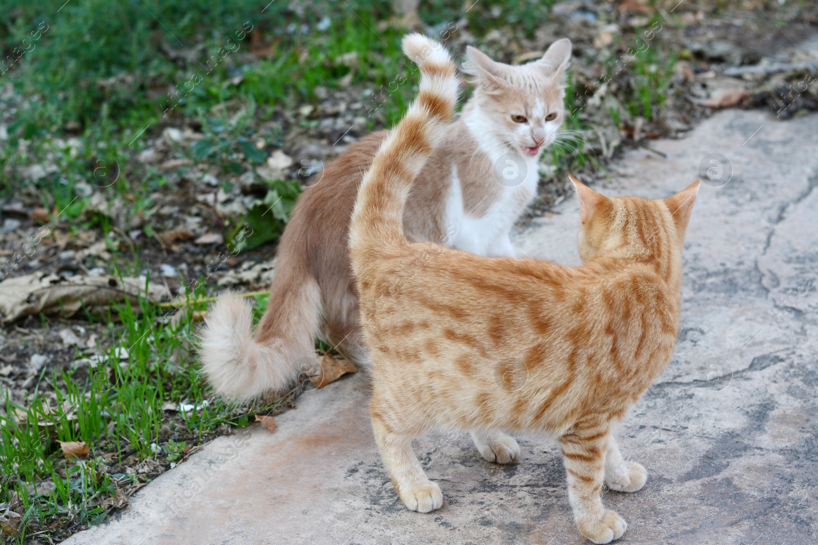 Photo of Lonely stray cats on stone surface outdoors. Homeless pet