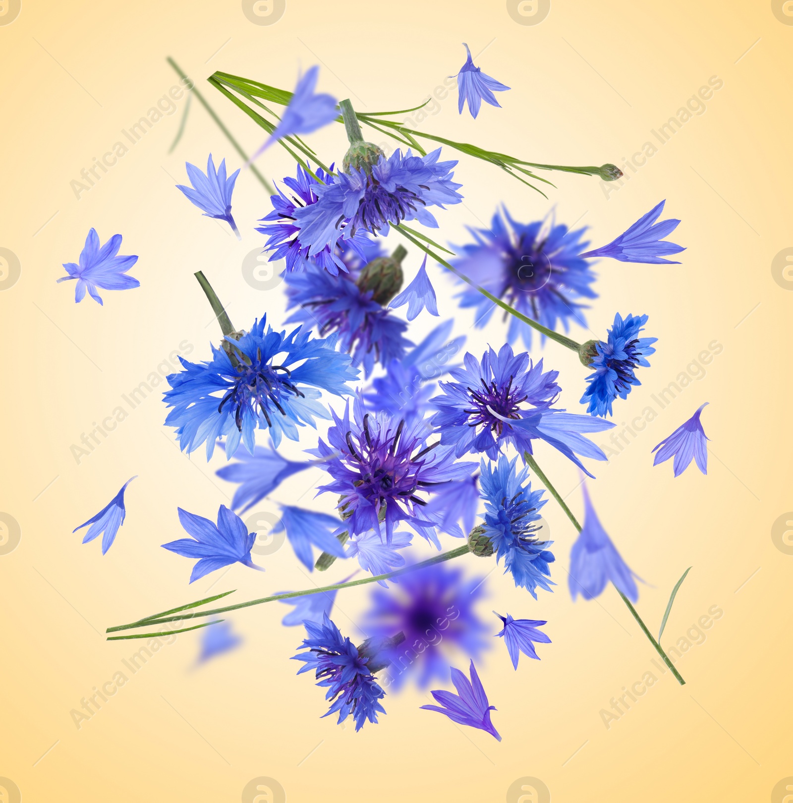 Image of Bright cornflowers in air on golden background